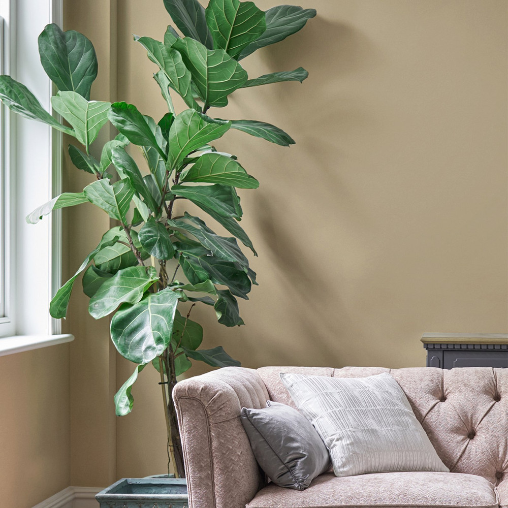 Laura Ashley Pale Gold Paint - 113656_ROOMSET_01.jpg