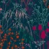 Summer Border Rainbow Wallpaper by Clarissa Hulse Summer Border Rainbow Wallpaper by Clarissa Hulse
